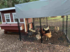 Chicken Coop Walk in 8ft Tarp