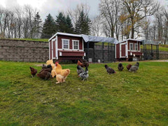 Chicken Coop Walk in 8' Chicken Run